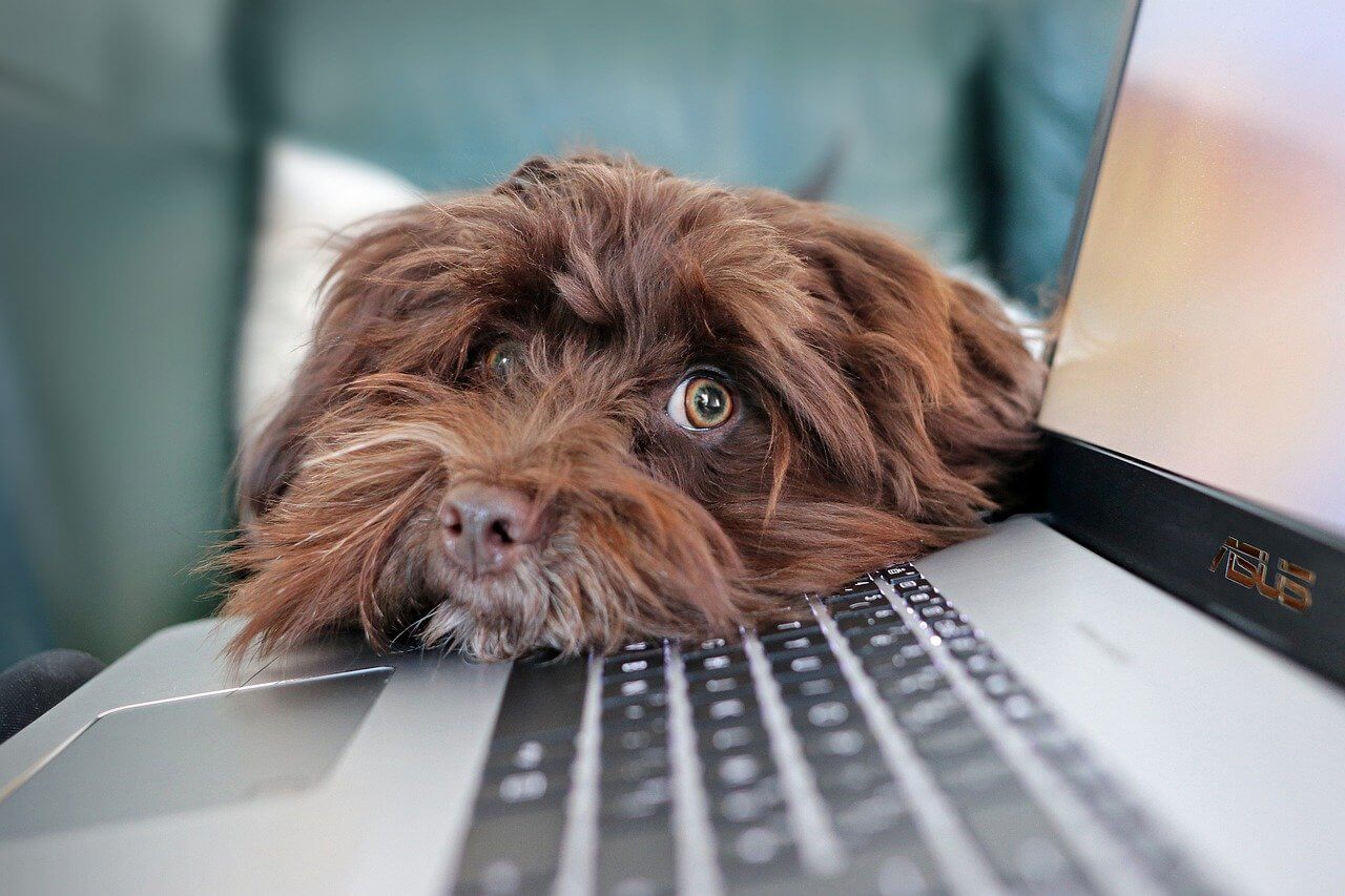 Brown dog laying it's face on on owners laptop